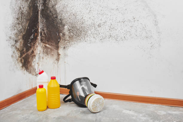 Best Industrial Mold Remediation in Kilgore, TX