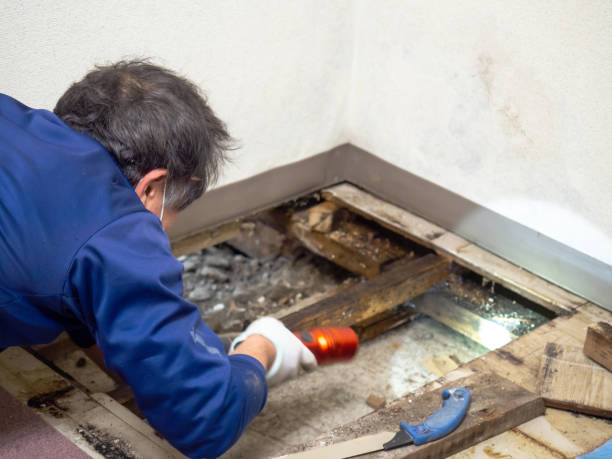 Kilgore, TX Mold Remediation Company