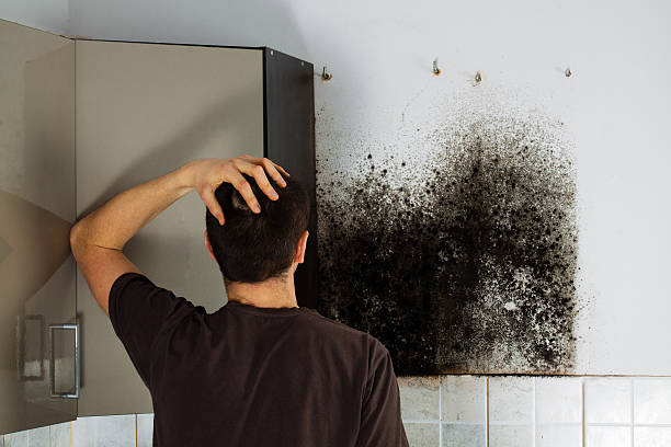 Best Black Mold Remediation in Kilgore, TX