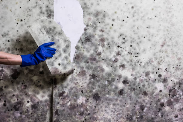 Best Mold Testing and Inspection Services in Kilgore, TX