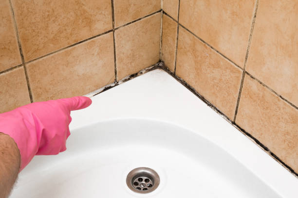 Best White Mold Remediation in Kilgore, TX